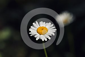 Close-up of daisy flowers in the gentle rays of the warm sun in the garden. Summer, spring concepts. Beautiful nature background