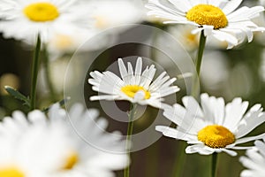 Close-up of daisy flowers in the gentle rays of the warm sun in the garden. Summer, spring concepts. Beautiful nature background