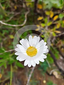 Close up of a daisy with green and brown background photo