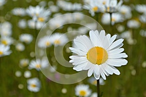 Close up of a daisy in a sunny meadow.