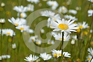 Close up of a daisy in a sunny meadow.