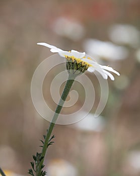 Close-up of a daisy with white petals and a vibrant yellow center against a softly blurred background, symbolizing purity and photo
