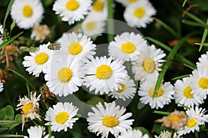 Close up from daisys