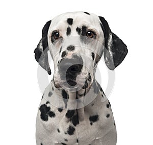 Close-up of a Dalmatian