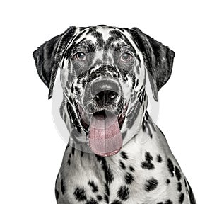 Close-up of Dalmatian, 7 months old, isolated on white