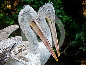 A close up of a Dalmatian Pelican and a second one in soft focus behind