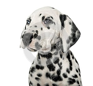 Close-up of a Dalmatian puppy