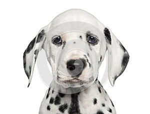 Close-up of a Dalmatian puppy facing, looking at the camera