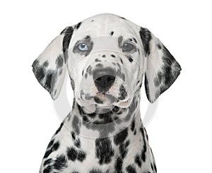 Close-up of a Dalmatian puppy with heterochromia