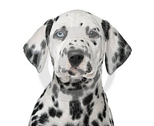 Close-up of a Dalmatian puppy with heterochromia photo