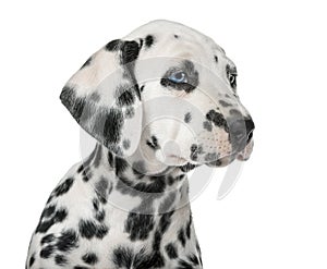 Close-up of a Dalmatian puppy with heterochromia photo