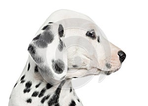 Close-up of a Dalmatian puppy's profile, isolated