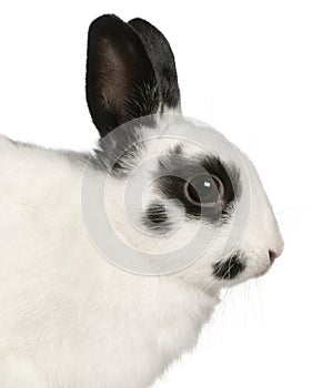 Close-up of Dalmatian rabbit, 2 months old