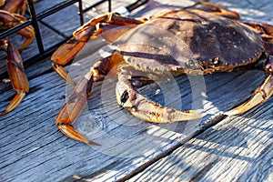 A close up of damage to the claw of a Dungeness crab in British Columbia photo
