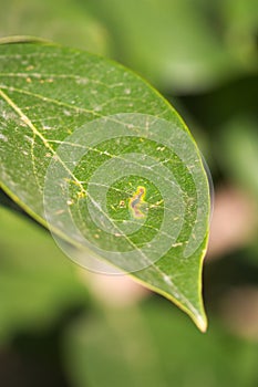 Close-up of a damaged persimmon leaf