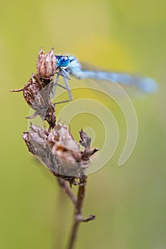 Close-up of a damselfly eating an insect. Blue damselfly against blurred backgound, large copy space at top. Vertical head photo