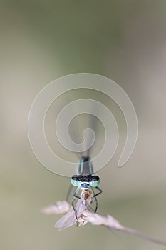 Close-up of a damselfly eating an insect. Blue damselfly against blurred background, large copy space at top. Vertical head photo