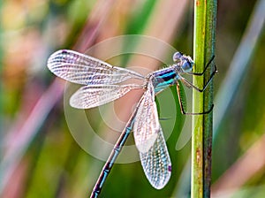 Close up Damselfly, possibly Lestes rectangularis, a species of damselfly of the spreadwings.