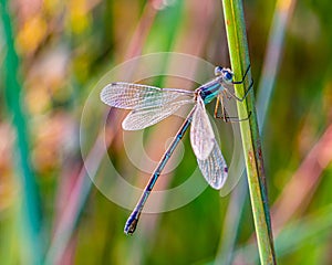 Close up Damselfly, possibly Lestes rectangularis, a species of damselfly of the spreadwings.