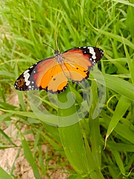 Close Up of Danaus chrysippus Butterfly.Plain Tiger butterfly sitting on the Grass Plants during springtime in its natural habita