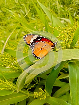 Close Up of Danaus chrysippus Butterfly.Plain Tiger butterfly sitting on the Grass Plants during springtime in its natural habita