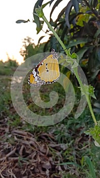 Close Up of Danaus chrysippus Butterfly.Plain Tiger butterfly sitting on the Grass Plants during springtime in its natural habita