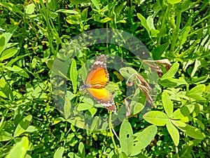 Close Up of Danaus chrysippus Butterfly.Plain Tiger butterfly sitting on the Grass Plants during springtime in its natural habitat