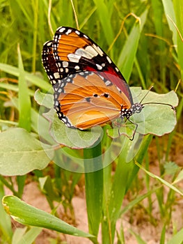 Nahaufnahme von schmetterling. normal schmetterling. auf der gras pflanzen während frühling. schmetterling 