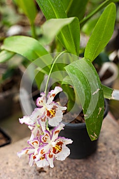 Close up of Dancing Lady orchid Oncidium Varicosum, Oncidium Goldiana.