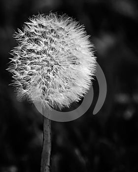 Close-up of dandelion