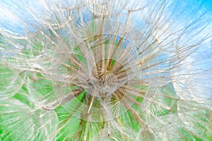 A close-up of a dandelion