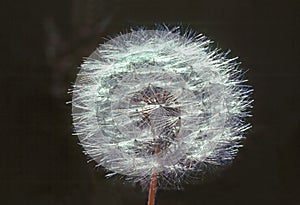 Close up of a Dandelion