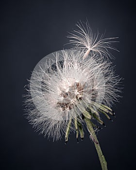 close-up of a dandelion on black background. isolated seed on the head of the flower.