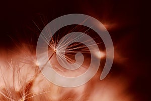 Close-up of a dandelion, a faded dandelion in Peach Fuzz