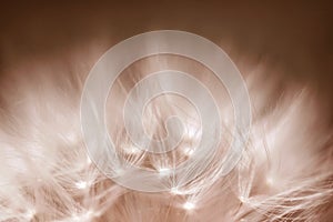 Close-up of a dandelion, a faded dandelion in Peach Fuzz