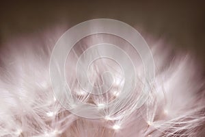 Close-up of a dandelion, a faded dandelion in purple and pink