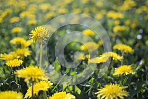 A close up of a dandelion field