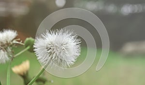 Close up of Dandelion flower