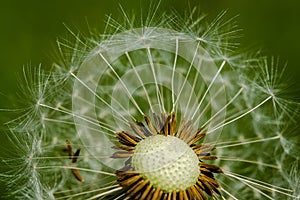 Close-up dandelion flower