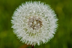 Close-up dandelion flower