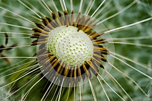 Close-up dandelion flower