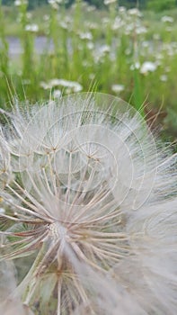 Close up of dandelion flower