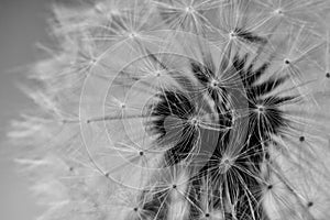 Close Up Dandelion Flower Black and White