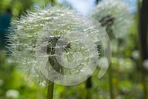 Close up dandelion flower in blue bright turquoise. Background horizontal view.