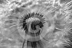 Close up dandelion flower in blue bright turquoise. Background horizontal view.