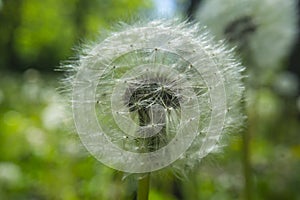 Close up dandelion flower in blue bright turquoise. Background horizontal view.