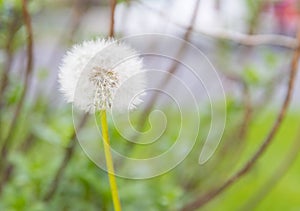 Close up dandelion flower in blue bright turquoise. Background horizontal view