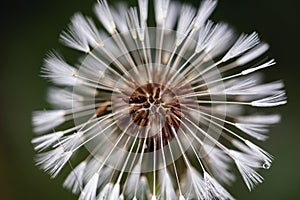 Close up of dandelion flower.