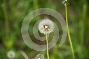 Close Up Dandelion Flower Green Background