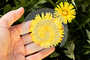 Close Up Of Dandelion Flower In Hand On Meadow Top View
